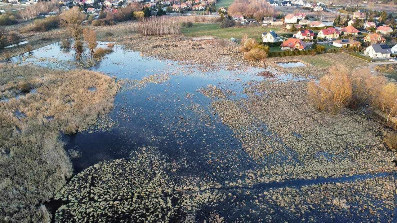 Krubińskie mokradła w Ciechanowie